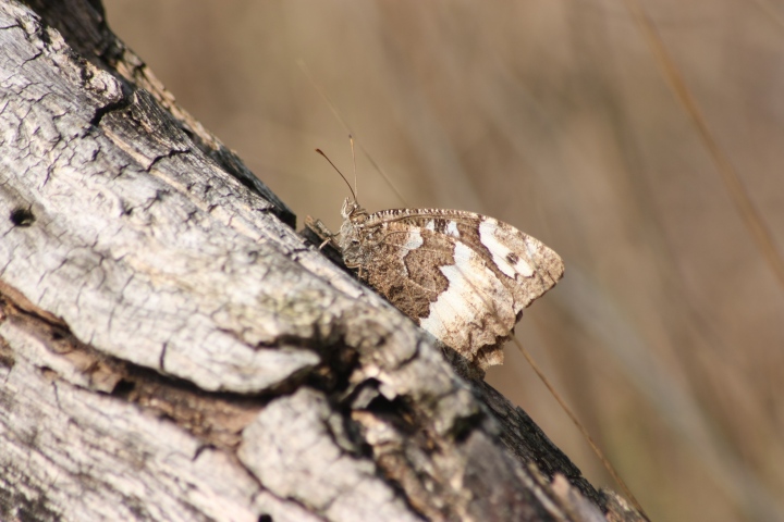 alcune farfalle da confermare ID